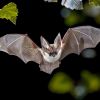 Leben unter der Erde: Faszination Fledermaus