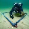 Superkraft Seegras und neue Speichermöglichkeiten